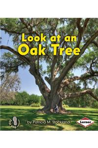 Look at an Oak Tree