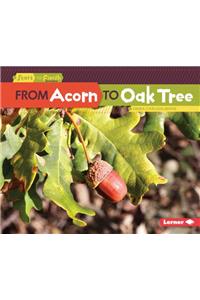 From Acorn to Oak Tree