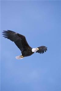 Bald Eagle Soaring in the Sky Journal