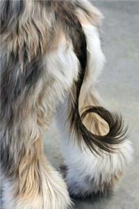 Afghan Hound