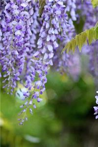 Charming Purple Flowering Acacia Spring Summer Garden Journal