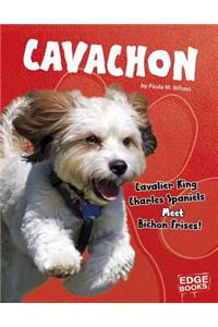 Cavachon