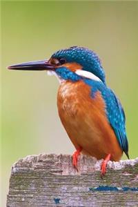 Kingfisher Notebook