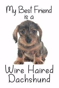 My best Friend is a Wire Haired Dachshund