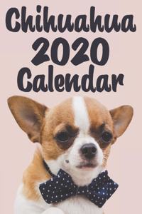 Chihuahua Calendar 2020 - Dogs & Puppies - 12 Month Calendar