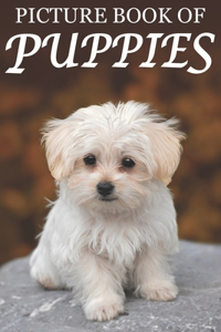 Picture Book of Puppies