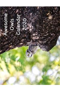 Awesome Owls Calendar 2020