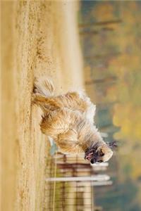 Afghan Hound Running on the Dog Track Journal