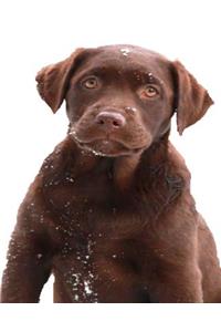 School Composition Book Chocolate Labrador Retriever Puppy Snowflakes 130 Pages