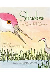 Shadow the Sandhill Crane