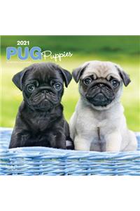 Pug Puppies 2021 Square