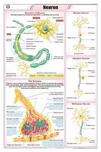 Teachingnest | Neuron Chart (58X90Cm) | Zoology Chart | English | Wall Hanging