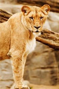 Lioness Journal