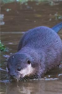 An Oriental Small-Clawed Otter ( Amblonyx cinereus)Journal