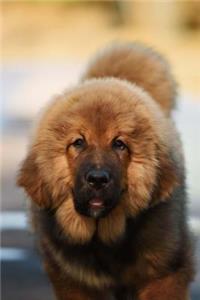 A Tibetan Mastiff Puppy Dog Journal