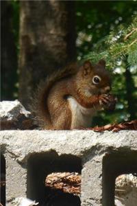 Squirrel Having a Snack in the Park Animal Journal