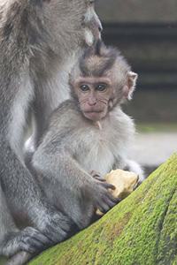 Affe