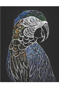 Parrot Sketchbook