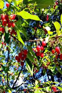 2020 Weekly Planner Bright Red Berries Fall Branches 134 Pages