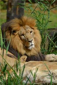 Male African Lion Basking in the Sun Animal Journal
