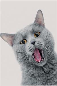 I Love Cats Notebook