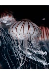 Jellyfish Notebook