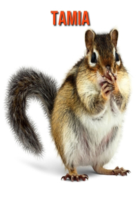 Tamia