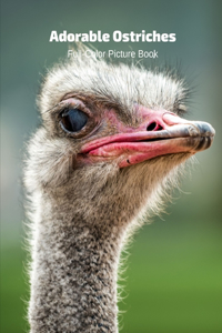 Adorable Ostriches Full-Color Picture Book