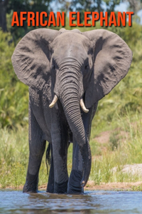 African Elephant