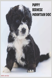 Bernese Mountain Dog Puppy 2022 Calendar