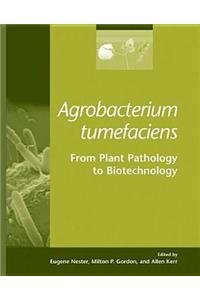Agrobacterium Tumefaciens