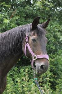 The Hanoverian Horse Journal