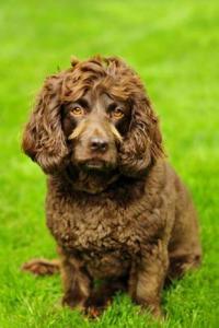 Boykin Spaniel: Artified Pets Dog Journal/Notebook/Diary