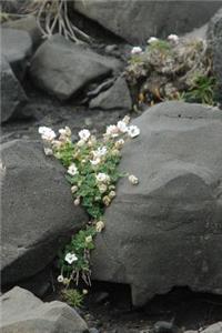 White Flowers Clinging to Volcanic Rocks Summer in Iceland Journal