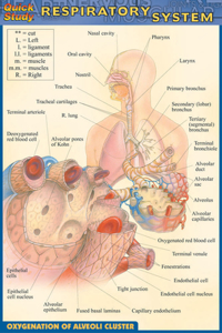 Respiratory System