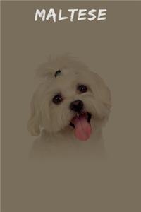 Maltese