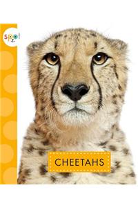 Cheetahs