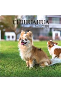 Chihuahua Calendar 2020