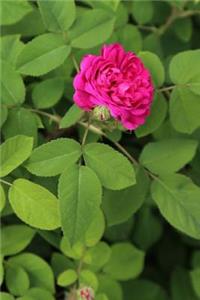Rose Notebook