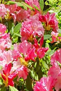 Pink Rhododendron Blooms 2019 Weekly Planner 134 Pages