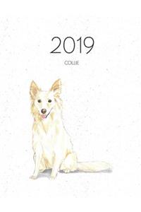 2019 Collie