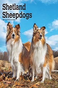 Shetland Sheepdogs 2022 Square