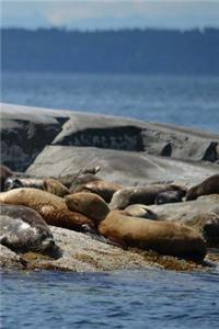 Seals Notebook