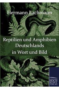Reptilien und Amphibien Deutschlands in Wort und Bild