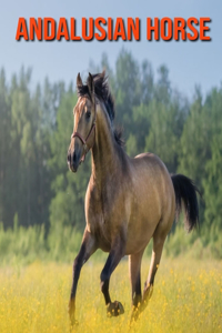 Andalusian Horse
