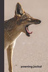 Yawning Jackal