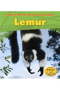 Day in the Life Rain Forest Animals Lemur