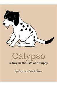 Calypso: A Day in the Life of a Puppy