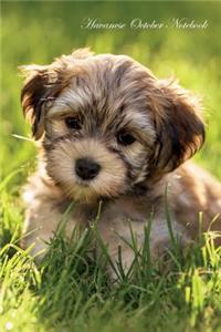 Havanese October Notebook Havanese Record, Log, Diary, Special Memories, To Do List, Academic Notepad, Scrapbook & More