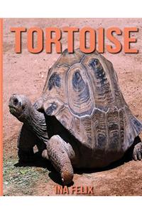 Tortoise